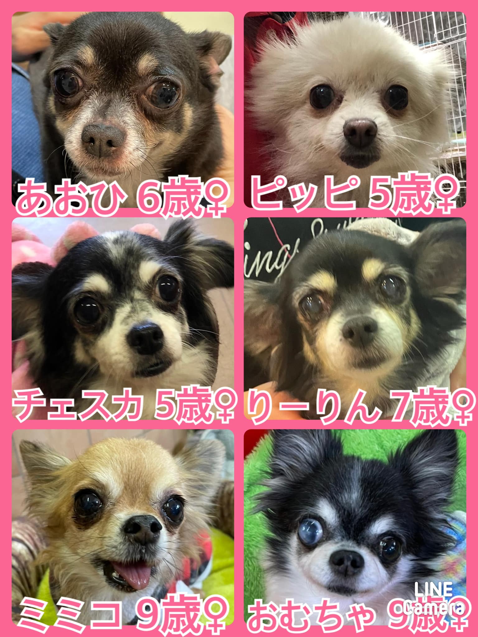 🐾今日の里親様募集中ワンコ🐶メンバーです🐾2022,1,29【保護犬カフェ天神橋店】